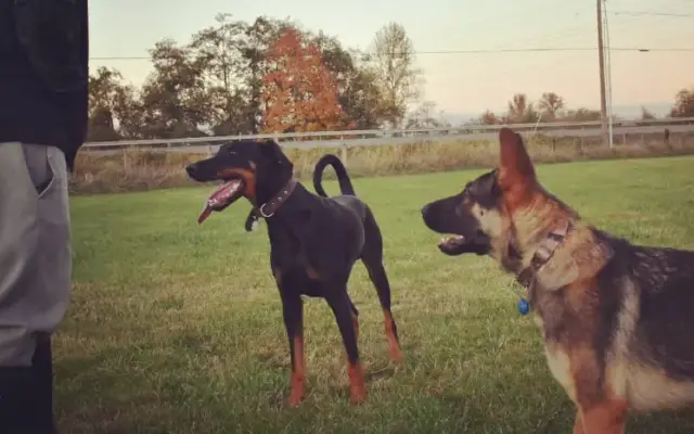 Timeless K9 Boarding And Training in Tacoma, WA