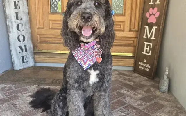 Doodle Dude Grooming in Tarzana, CA