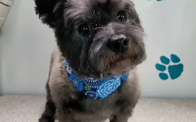 Paws 'n' Go Grooming in Colorado Springs, CO