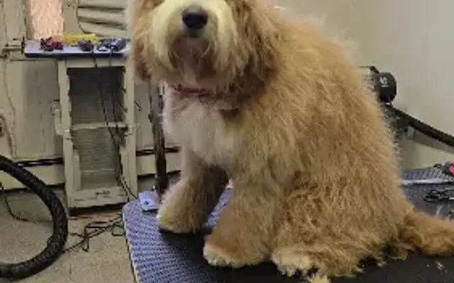 Grooming By Lisa in Cold Spring, NY
