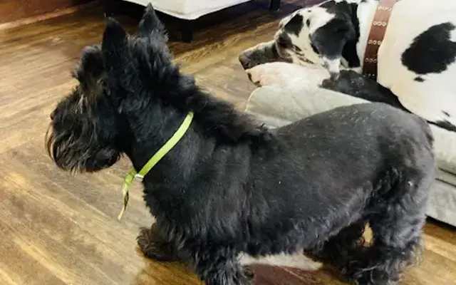 Bosco's Grooming in North Olmsted, OH