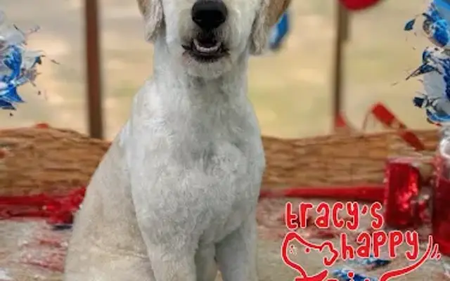 Tracys Happy Tails LLC in Elgin, IL