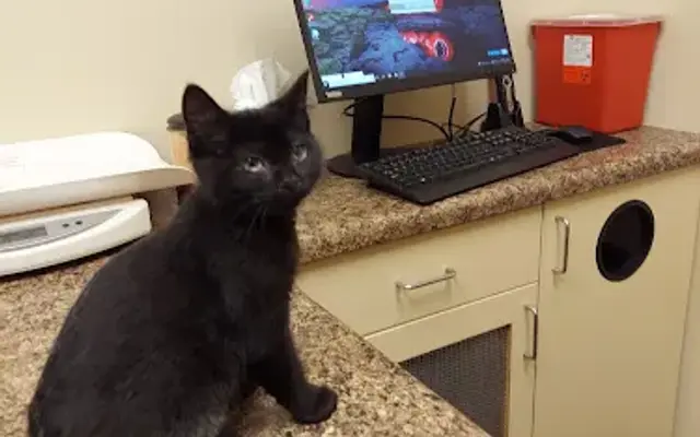 Farr West Animal Hospital in Ogden, UT