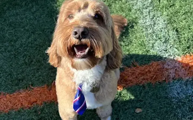 Poochie's Pampered Pups in Sarasota, FL