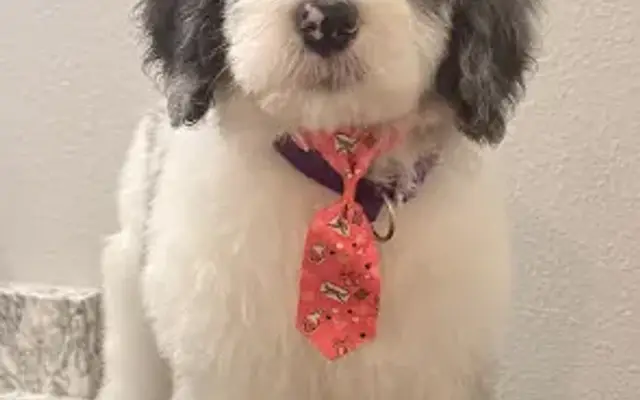 Pawsitive Glow Mobile Grooming Spa in Lithia, FL