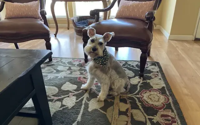 Peluditos in Napa, CA