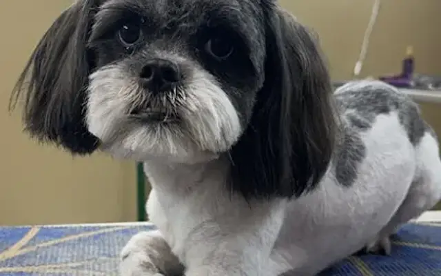Pampered Paws LLC in Leitchfield, KY