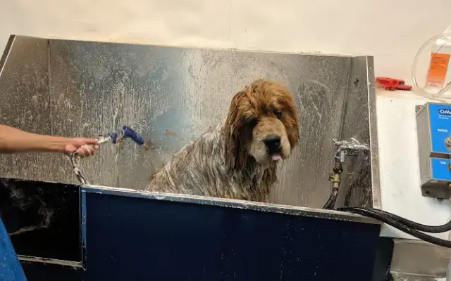 All Aboard Dog Grooming in Novato, CA