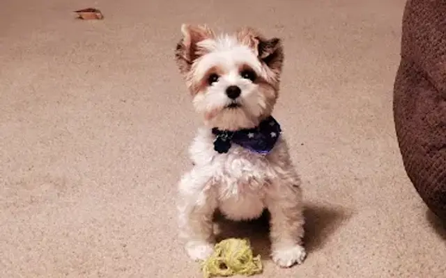 Clips 'n Wiggles Dog Grooming in Algonquin, IL