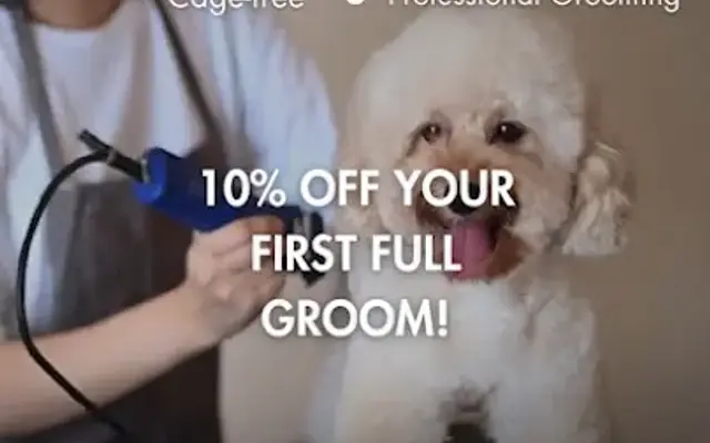 Beach Dog Grooming in Golf, FL