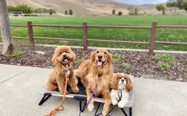 Integrity K9 Academy in San Ramon, CA