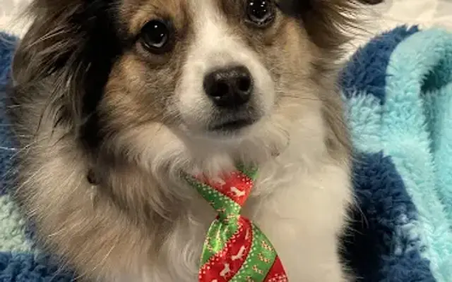 PetSmart Grooming in Concord, NC