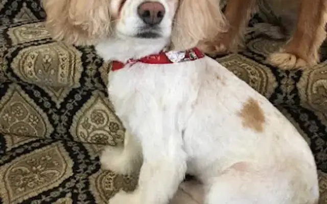At Home Pet Grooming Services LlC in Tampa, FL
