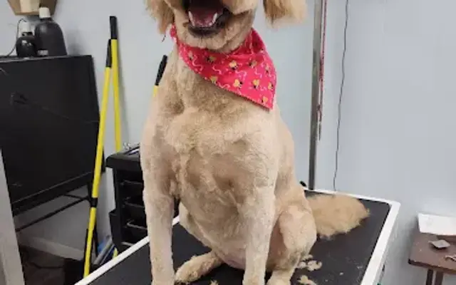 Patient Paws in Pocatello, ID