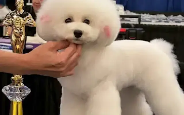 Love Pet Grooming in San Gabriel, CA