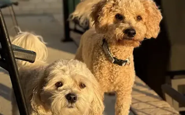 Countryside Pet Boarding in Shelbyville, TN