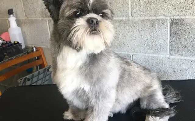 BB's Grooming in Sacramento, CA