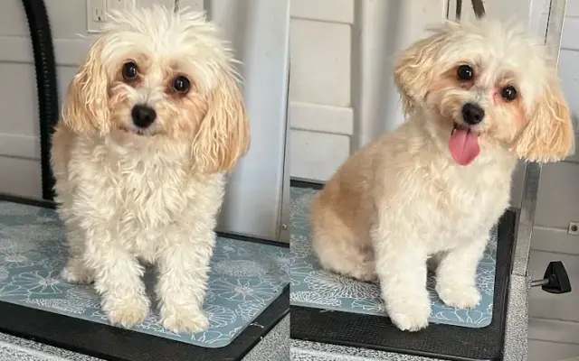 Feibulous dog grooming——Mobile dog grooming in Eustis, FL in Eustis, FL