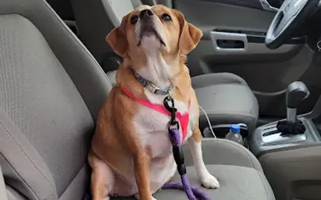 Animal House Pet Grooming in Ionia, MI