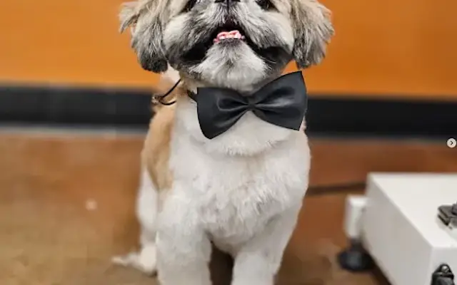Cat Dog Stylist, LLC in Renton, WA