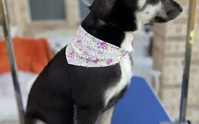 Clean Cut Canines in Brenham, TX