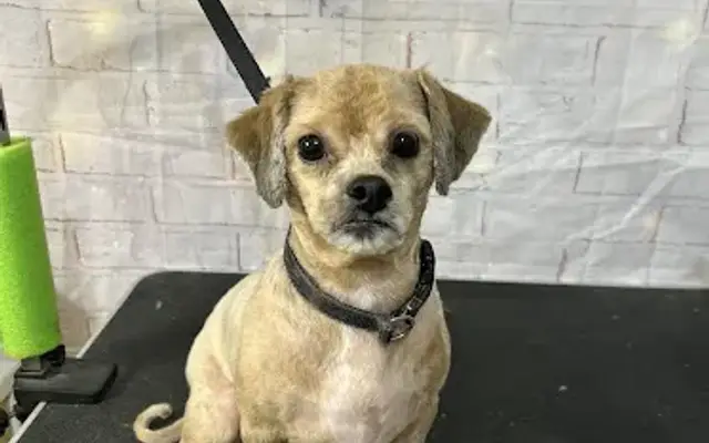 Dogstar Grooming in Bronx, NY