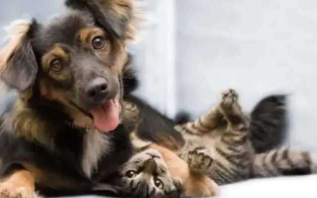 Pet Groom in Gainesville, FL