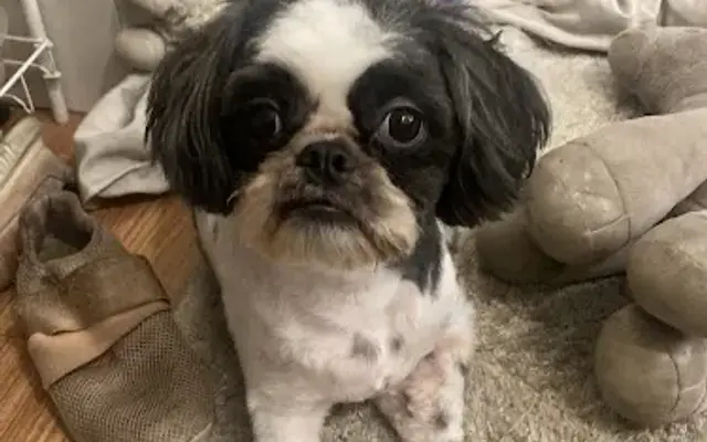 Alphonse Grooming in St. Petersburg, FL