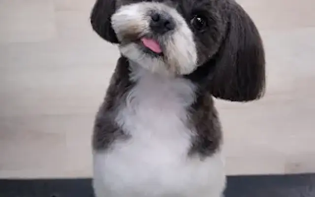 Pet Services Woof in Orlando, FL