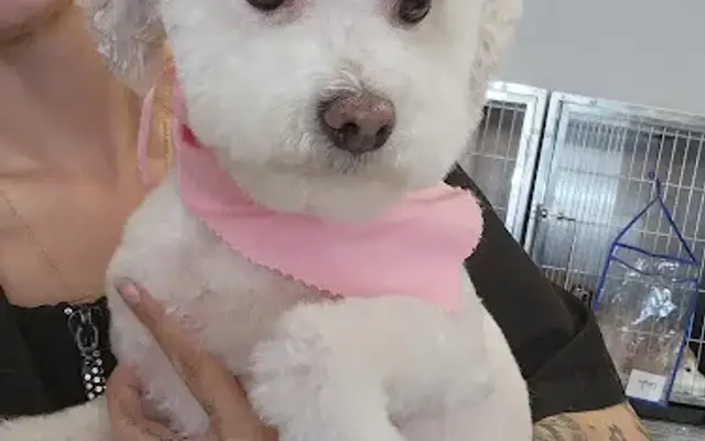 Puff and Fluff Grooming - Anthem in Anthem, AZ