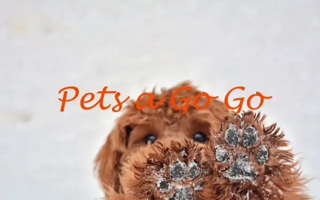 Pets a Go Go LLC in Briarcliff Manor, NY