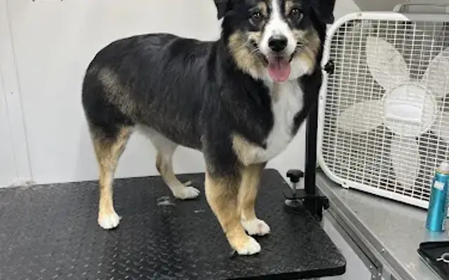 Lou’s Lassos and Leashes Grooming, LLC in Cheyenne, WY