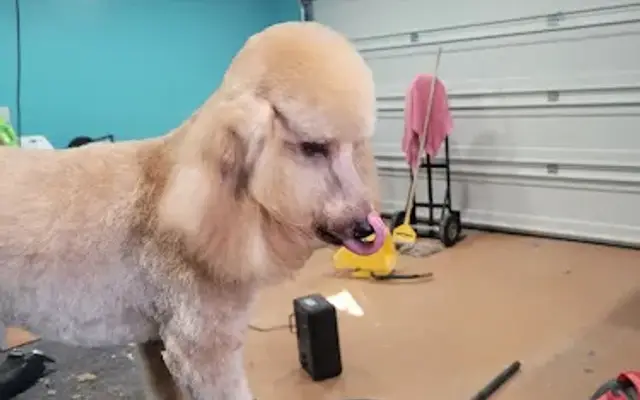 Pampered Pooches Grooming Spa in Alamogordo, NM