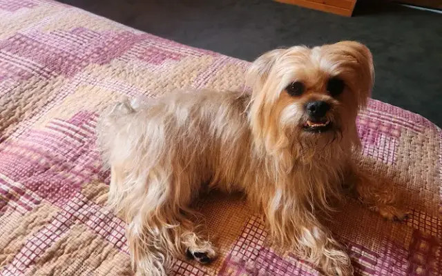 Bed and Biscuit in Kingston, IL