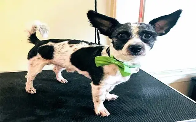 Pawfection Pet Grooming in Watertown, MA