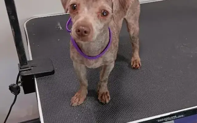 Oso Happy Grooming in St Anthony, ID