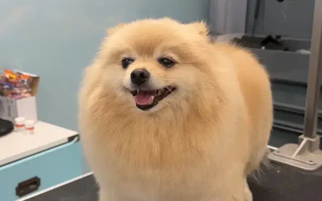 Happy Paws&Tails Grooming in Schaumburg, IL