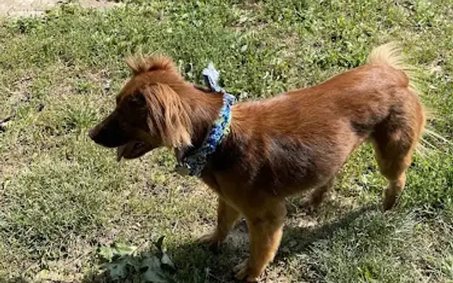 HydroDog George in St. Louis, MO