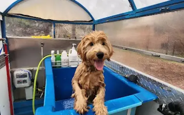 Shepherd & Lab Grooming in Lone Tree, CO