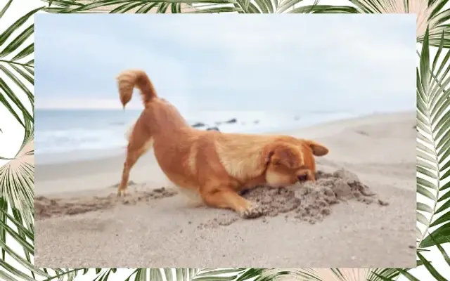Miami Beach Mobile Pet Grooming by Dogi's in Port St. Lucie, FL