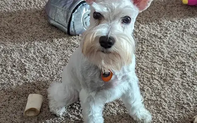 Grooming Viar in Columbus, OH