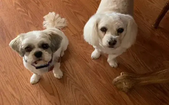 Rose's Relaxed Pet Grooming in Palm Springs, CA