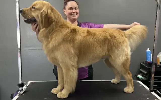 Great Lakes Grooming in Alpena, MI