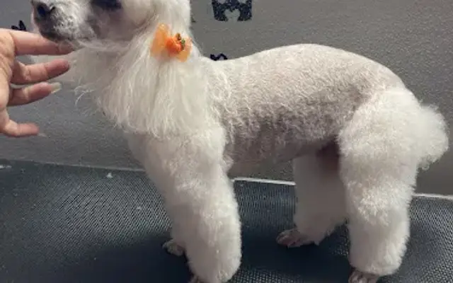 Queen of Grooming in Miami, FL