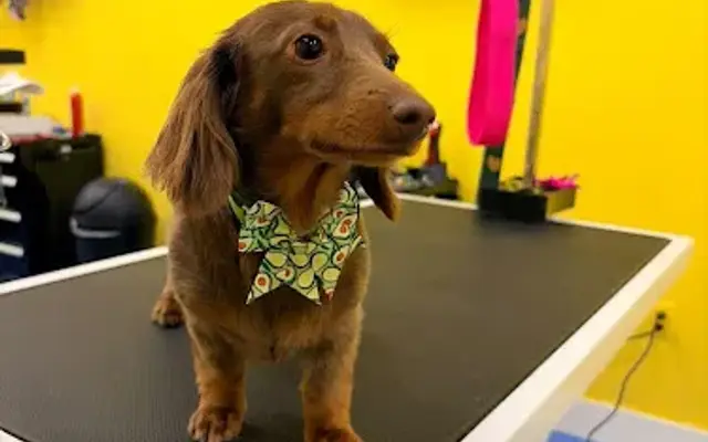 Bella & Lola Grooming - Miami Lakes in Miami Lakes, FL