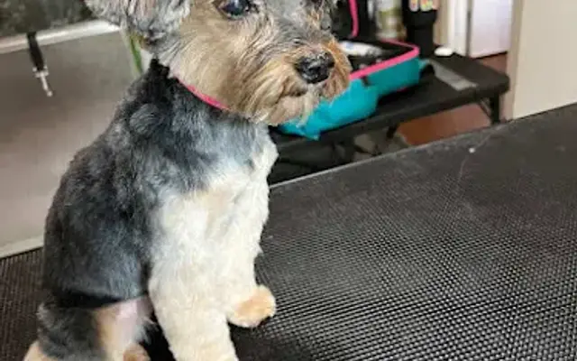 Miss. D’s Pet Grooming in Charlotte, NC