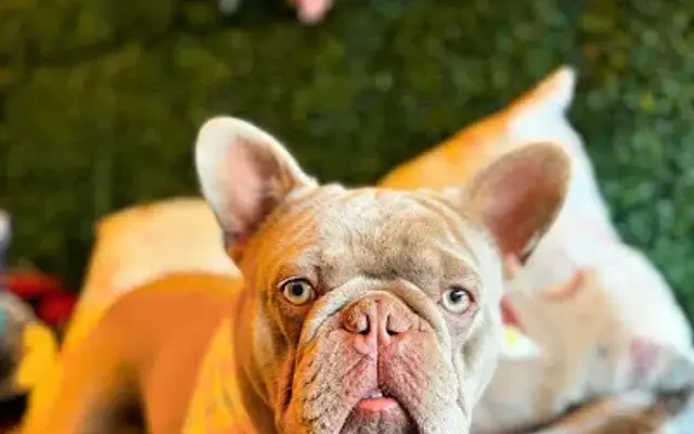 Zeus Barber Pet Spa in San Fernando, CA
