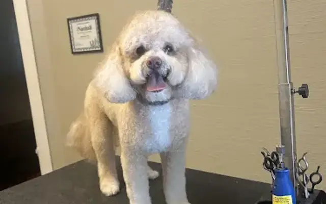 Waggin Tails Dog Grooming in Roxboro, NC
