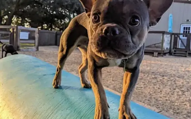 Sea Paws Dog Resort in Gulf Shores, AL