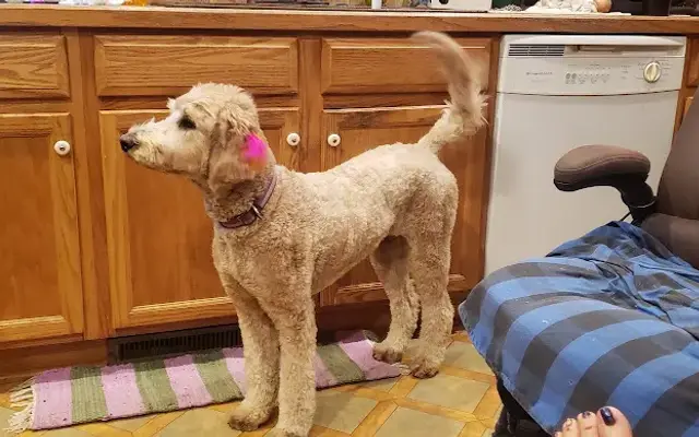 Smoochie Poochies in Big Prairie, OH